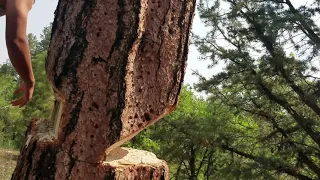 Plumb Dayton 4lb axe falling pine