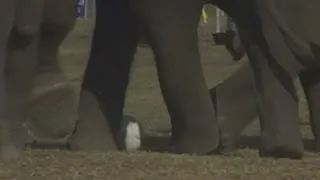 Elephants playing football in Nepal for special festival