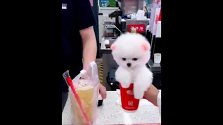 Cute Mini  Pomeranian Puppy || funny  Puppies || Try Not To Laugh      #Shorts