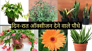 10 PLANTS THAT GIVE OXYGEN AT DAY N NIGHT(24 HOURS OXYGEN) || Pooja's Garden
