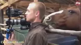 Лучше приколы с лошадьми - Humor Joke