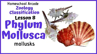 What are Mollusks? | Phylum Mollusca