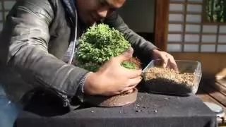 Ako pestovať BONSAI?