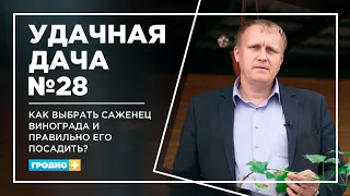 Как выбрать саженец винограда и правильно его посадить? Удачная Дача. Выпуск 28