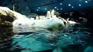 Loro Parque -Planet Penguin- (2018) (1080p HD)