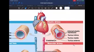 Cardiovascular system updated 2024 (first part cutoff)