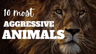 10 Most Aggressive Animals for Kids | Animal facts for kids
