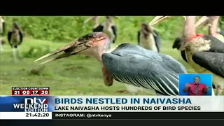 Birds of Lake Naivasha: Hundreds of bird species rely on the lake for survival