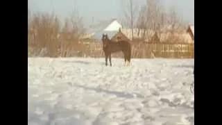 орловский конь