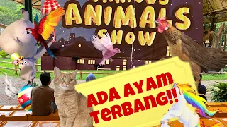 Various Animal Show Taman Safari Bogor (HD Video)