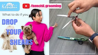 What To Do If You Drop Your Dog Grooming Shears