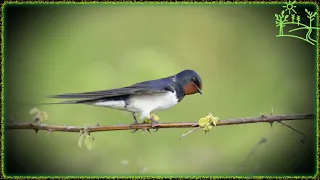 Голоса птиц Как поёт Деревенская ласточка (Hirundo rustica)