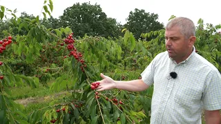 Pěstování třešní u profesionálů.