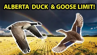 INSANE DUCK LIMIT and  GOOSE LIMIT in ALBERTA CANADA