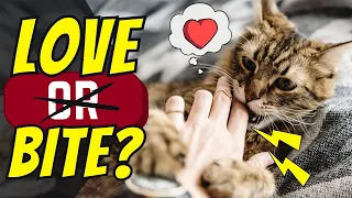 Love Bite or Aggression? How to Tell the Difference