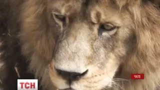 У чилійському зоопарку застрелили двох левів через самогубця-невдаху