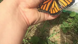 Releasing a monarch butterfly and black swallowtail butterfly