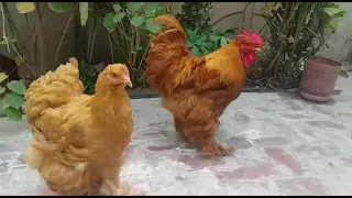 Golden Buff Hens in Pakistan | Gold Buff Fancy Hens Pair