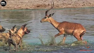 7 Moments Desperate  of Impala - Animal Fight | ATP Earth