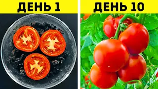 🍅 ЛЕГКИЕ ХИТРОСТИ ДЛЯ УЛУЧШЕНИЯ РОСТА ЛЮБЫХ РАСТЕНИЙ В ВАШЕМ САДУ 🌱🌟