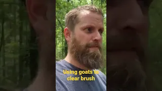 using goats to clear brush