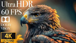 4K HDR 120fps Dolby Vision with Animal Sounds (Colorfully Dynamic) #53