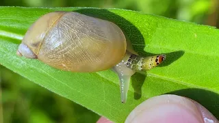 Snail parasite　"Leucochloridium"