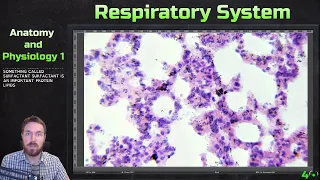 Respiratory System Gross and Microscopic Anatomy - Anatomy and Physiology 1