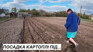 Швидка посадка картоплі без техніки/Вирощування картоплі на Поліссі