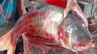 Big Head Carp Fish Cutting।। Huge Silver Carp Fish Cutting In Fish Market।। Fishing and Fish Cutting
