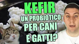 Il Kefir: un alimento probiotico per cani e gatti?