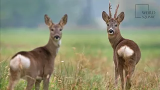 Interesting facts about Roe deer by weird square