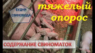 Проблемы во время опороса//опорос в фиксированном станке