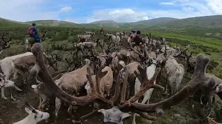 The Great Nomad Expedition: THE REINDEER