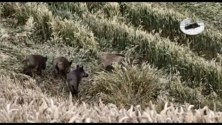 Wild boar hunting in July 2021#1