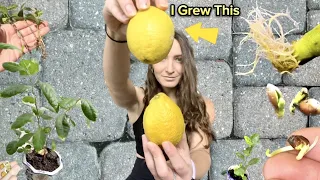 They Say Lemons Are The Hardest Fruit To Grow. I Made It Happen