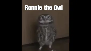 Ronnie the Owl