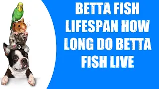 BETTA FISH LIFESPAN  HOW LONG DO BETTA FISH LIVE