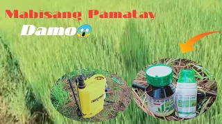 Nag spray ng palay gamit ang Pontier +2-4 D | Buhaypond atbpPH