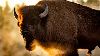 FACING THE STORM: STORY OF THE AMERICAN BISON 🌍 Full Exclusive Nature Documentary 🌍 English HD 2022