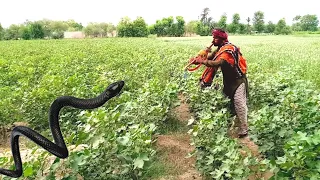 Fiaz Jogi caught a dangerous poisonous snake from the maize field|king cobra tv New video nag jogi