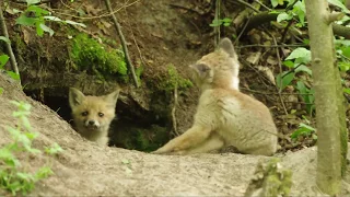 Лисята у норы. Foxes at the burrow