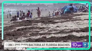 Massive seaweed blob washing up on Florida beaches possibly full of flesh-eating bacteria