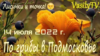 🌳По грибы в Подмосковье 14 июля 2022 г.🌳 Лисички и точка!😉