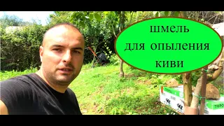 шмель для опыления киви