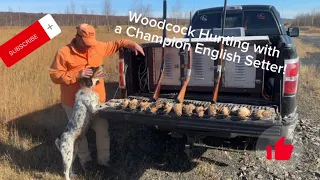 Woodcock Hunting with a Champion English Setter!