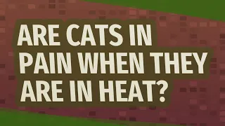 Are cats in pain when they are in heat?