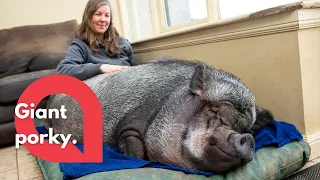 Giant pig is living in a house after being bought as a micropig | SWNS