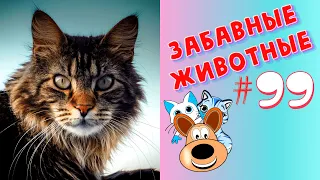 Приколы с Животными #99 / Смешные Животные 2020 / Приколы / Приколы про Животных / Лучшие Приколы