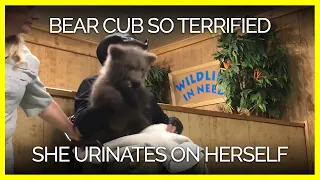 Bear Cub Apparently so Terrified, She Urinates on Herself